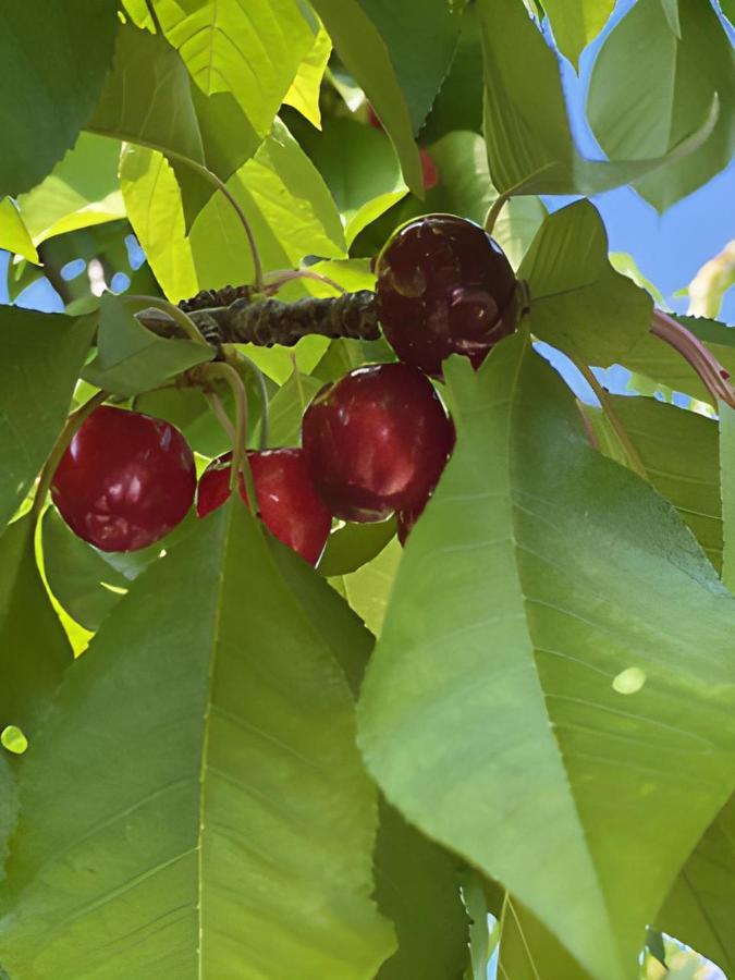 הוילה קרפנטרה Gite Les Feuilles De Chene מראה חיצוני תמונה