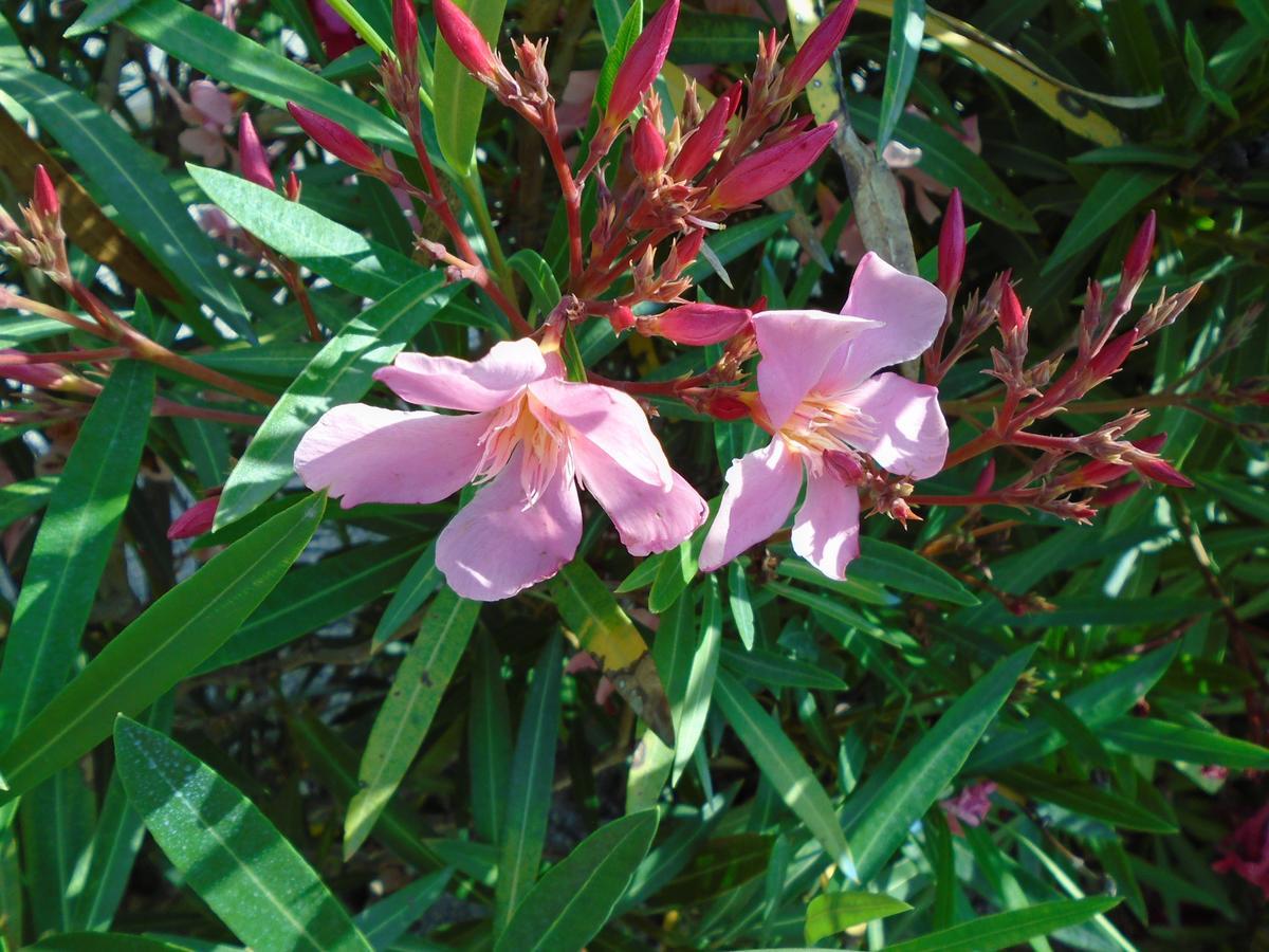 הוילה קרפנטרה Gite Les Feuilles De Chene מראה חיצוני תמונה